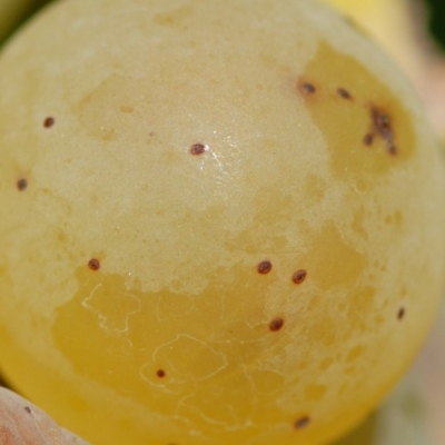 Riesling Beeren 13